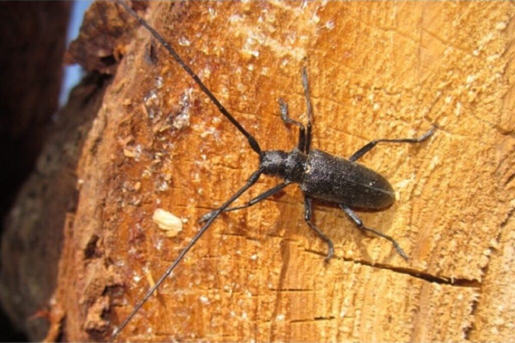 Фумигация древесины