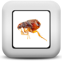 Блохи Блохи