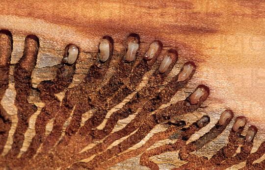 Фумигация древесины