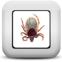 Клещи Клещи