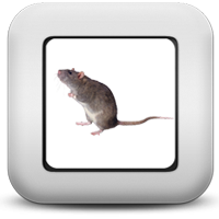 Крысы Крысы