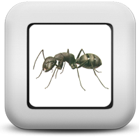 Муравьи Муравьи