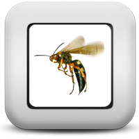 Шершни Шершни